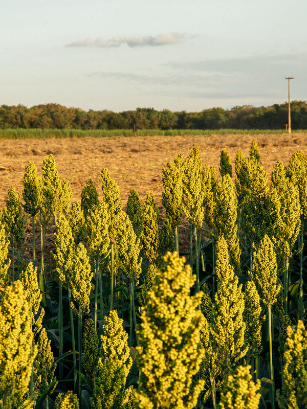 _<h2>Wisconsin-Grown Sorghum</h2> <p>Sorghum makes for a unique whiskey — less sour than a bourbon and less harsh than a rye, Queen Jennie Sorghum Whiskey has a unique character deserving of its name.</p>