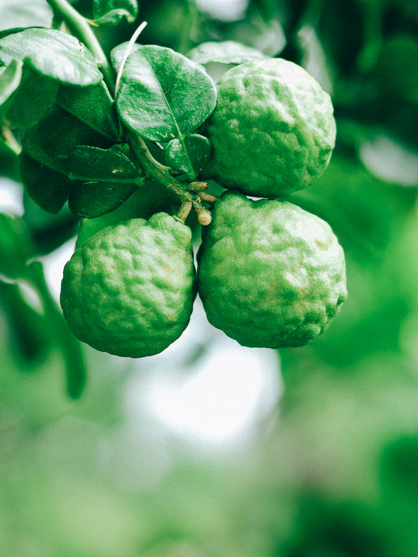 _<h2>Fresh Lime Leaves</h2><p>In this release, fresh Malaysian lime leaves are macerated for a month in-unusually pure high-proof base spirit, then blended into the London Dry gin, offering deep and penetrating citrus notes that show themselves well mixed with fresh citrus juices.</p>