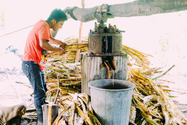 _<h2>Distilled from fresh cane juice. Rum from high altitude cane has deep flavor</h2><p>Fresh-cut cane is crushed immediately. Fresh cane juice is beautifully fragrant and tasty</p>
