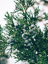_<h2>Secret Botanicals</h2><p>The botanical mix is Crispin Cain's secret, but includes juniper, coriander, orris root, and lemon peel.</p>