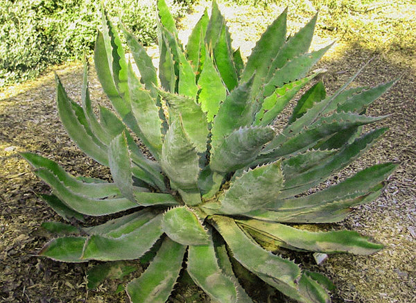 _<h2>Wild Papalote (cupreata)</h2><p>One of our favorite agaves. The name means "coppery" and refers to s slight sourness like the taste you get when you put a penny in your mouth. It distills beautifully, and the coppery hint goes beautifully with cupreata's rich flavor.  Compared to the usual sources, Michoacan and Guerrero, the Oaxacan Mixteca cupreata is a bit finer. Nicely feral.</p>