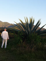 _<h2>Wild Agave Maximiliana</h2> <p>Giant Maximiliana agaves which stand bigger than a VW van are a hard-to-find variety mostly found in racillas. When flowering, they can rise over 30 feet.<p>