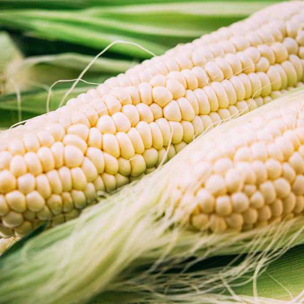 _<h2>Made from Fresh White Corn</h2><p>Yield is made by hand from farm-fresh corn in Northern California. While most whiskey is made from industrially-produced dry corn, the same stuff used to feed cattle, we make Yield from the same seasonal sweet corn you'd grill on the 4th of July.</p>
