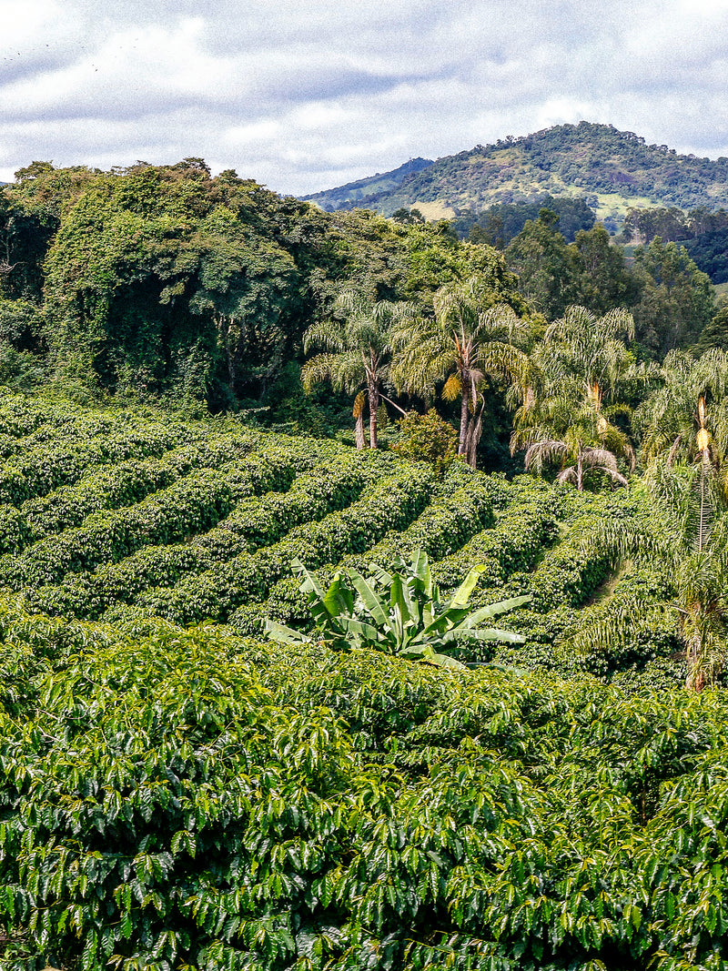 _<h2>Born in Burundi at High Elevation </h2><p> Burundi, one of the smallest coffee-producing countries in East Africa, produces the exceptional Burundi Shamba variety of the Bourbon Arabica bean. Batch 13’s beans were harvested from mountainous farms at some 5600 feet in Kirundo and Muyinga provinces. The growers are the 360-member Terimbere women’s co-op. The beans were processed at the Gasura washing station.</p>