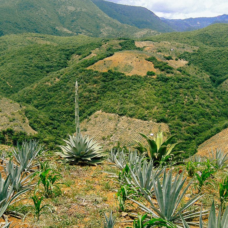 _<h2>Hand distillation of mountain plateau agaves</h2><p>Agaves planted above San Juan del Rio.  The soils are clay-shale and ferriferous. Cultivated on mountain plateaus, these agaves (angustifolia, called espadín) have to struggle. Their flavors are more complex and better defined.</p>