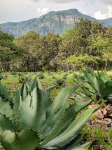 <p>Chico Aguiar Agave<p>