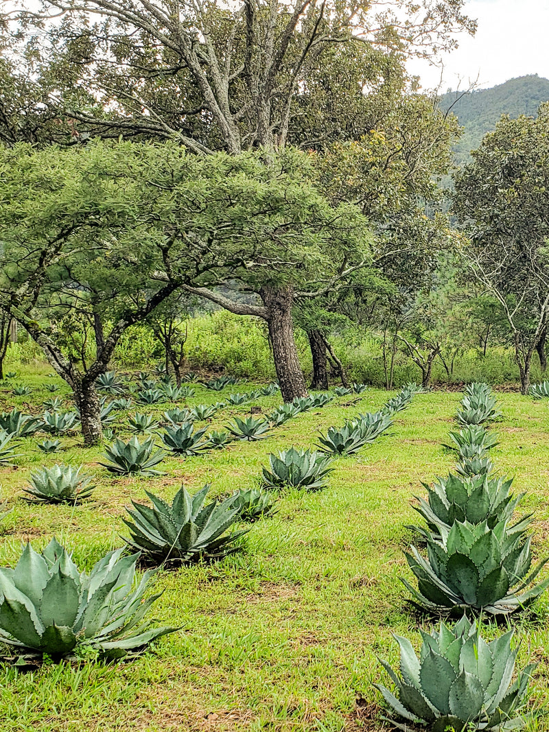 Balam Raicilla de Costa