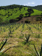 _<h2>Field of cultivated Maximiliana</h2> <p>The Salcedos plan to distill 60% cultivated, 40% wild.</p>