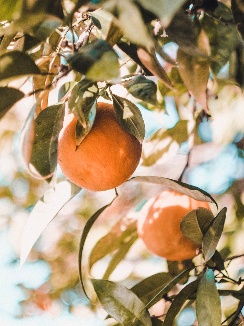 _<h2>California Citrus</h2><p>The fruit used for the infused vodkas comes from the exotic-fruit orchards of John Kirkpatrick in Exeter, Tulare County, CA, “citrus capital of the world”. DSP CA goes to some trouble to get the fruit as freshly picked as possible, shipping straight from orchard to still. Citrus fruits lend themselves to infusion because of their crisp flavors and forward aromas. We use a blend of Sunshine variety tangerines as well as Minneola tangelos.</p>