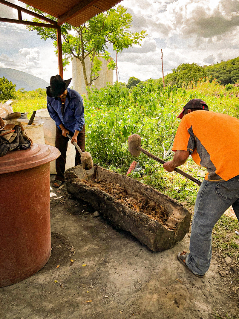 _<h2>Ancestral means hard work</h2><p>Crushing a batch of roasted agaves with mallets in a canoa takes several days.</p>