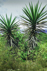 _<h2>Wild Cuish</h2><p>It's not clear what the genetic differences are among the many-named Karwinskii agaves: barril, madrecuishe, tobaciche. Again, local names, differing microclimates. Cuish grows on stalks, so the piña is not baked by being close to the ground. Flavors tend to be crisper and more acidic: a refreshing touch of acerbity</p>