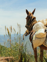 _<h2>Remote Production</h2><p>Dakabend Rum is grown and distilled near the remote pueblo San Cristóbal Lachirioag at 3800 feet in Oaxaca’s rugged Sierra Norte. The hard-to-reach area is a winding 6-hour jeep ride on mostly dirt roads from Oaxaca City.</p>