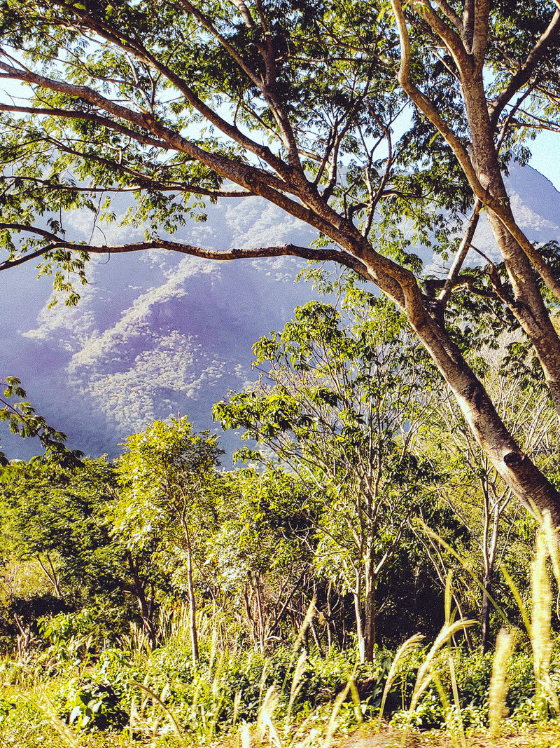 _<h2>High Altitude Terroir</h2><p>The sugar cane used in Dakabend has the highly aromatic intensity of flavor typical of plants (like agaves and grapes) grown on mountain slopes. It is often co-cropped with agave being grown for mezcal production, as well as other local crops such as corn, in order to keep the local soil environment rich and productive. <h2>