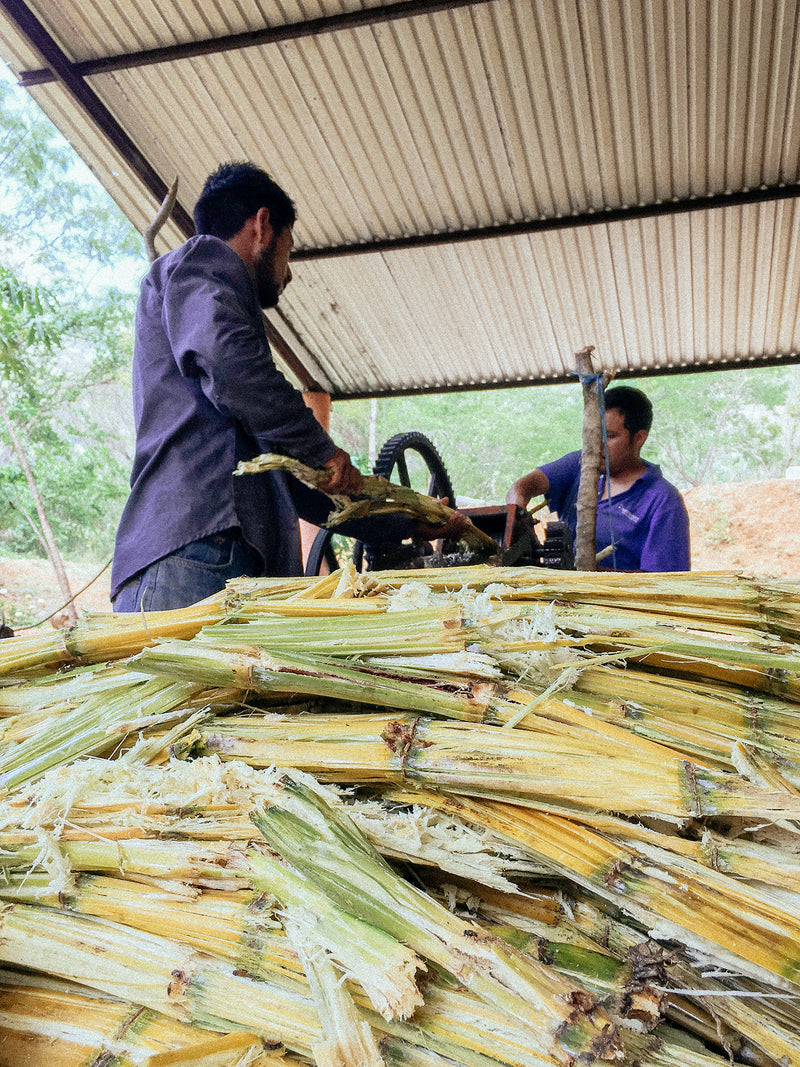 _<h2>Fresh Juice & Wild Yeast</h2><p>The stalks are trimmed and hand pressed immediately after harvest. The fresh juice (which is delicious) is fermented in a mezcal tina with native wild yeasts which impart distinct fruity, vegetal, and herbal aromas that are uncommon in most rums.</p>