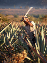 _<h2>Agave Espadín</h2> <p>the best mezcals come from fully mature agaves. These are from a field near Santiago Matatlan, a.k.a. the “World Capital of Mezcal”.</p>