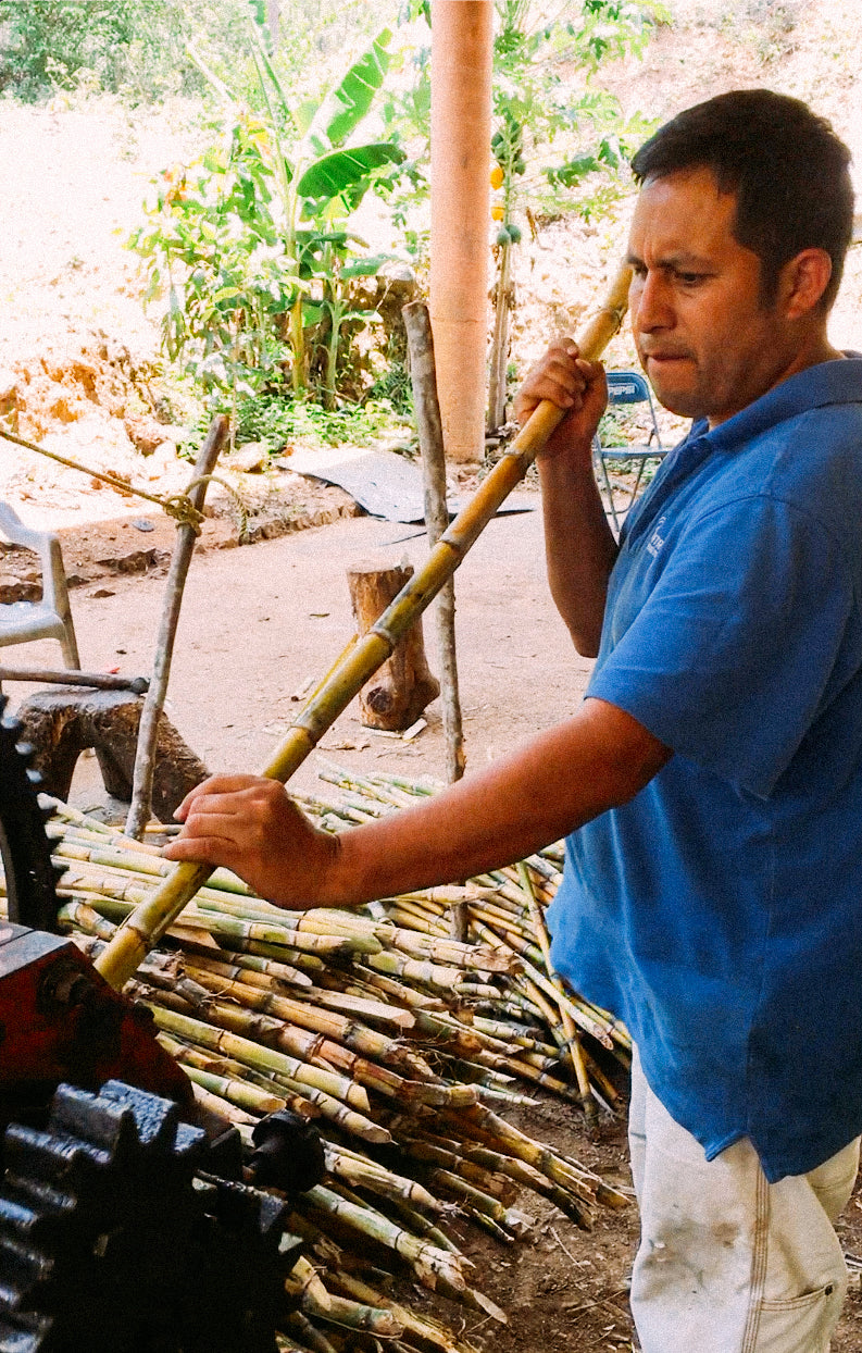 _<h2>Edgar crushing fresh-cut sugar cane</h2> <p>Artisanal rum is made from the juce you get when you crush fresh sugar cane. Commercials rums are made from by-products of manufacturing sugar, such as molasses. </p>