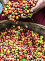 _<h2>Start with Exceptional Fruit</h2><p>As typical for high-elevation coffee, the Lempira and Ocotepeque beans shine through with floral and fruity notes, including black tea, honey, lemon zest, and lavender. We chose to work with our small-scale producers here after experimenting with coffee from every major growing region.</p>