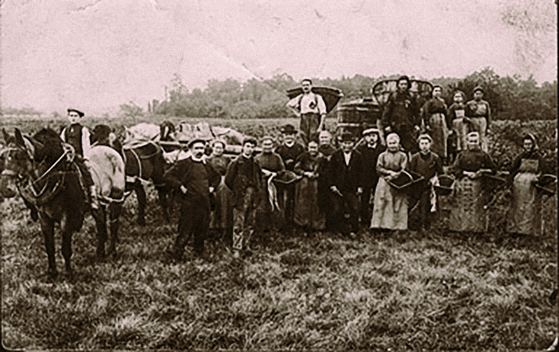 _<h2>One of the last estate cognacs. This is the harvest in the 1920s</h2><p>Pierre’s cognacs are hand-distilled from grapes grown in the family’s small vineyard near Segonzac, home to some of Cognac’s finest grapes. The estate, La Nérolle, and the vineyard are in the heart of Cognac’s finest grand champagne soils. The Ferrand family tends the vines, harvests the grapes, crushes and makes distilling wine using wild yeasts, then distills the wines on two hand-operated potstills.</p>