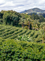 _<h2>Born in Honduras at 5,400 Feet</h2><p>Café Notte starts in the mountains of the western Lempira and Ocotepeque regions, where Hondura’s highest peaks stand tall. By planting timber and fruit alongside coffee crops our producers increase shade, soil moisture, and encourage biodiversity that reduces the need for expensive fertilizers, eliminating the need for costly and poisonous pesticides, and allowing for organic farming practices.<p>