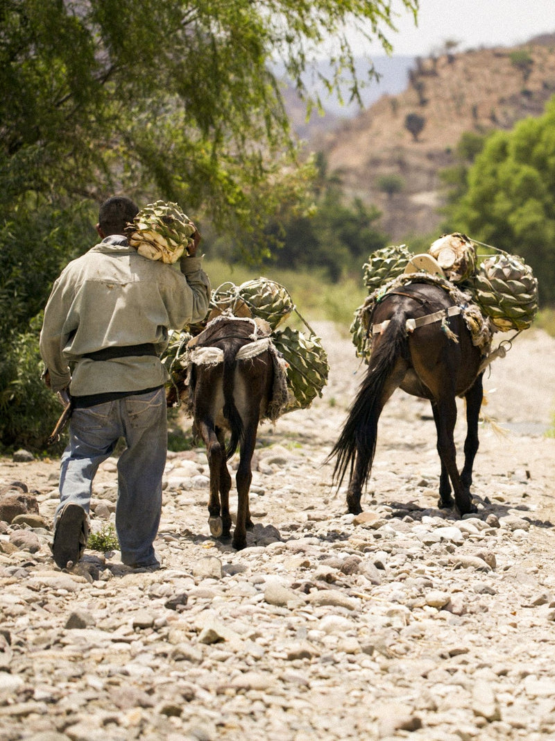 _<h2>Ancestral Methods</h2><p>The production for artisanal mezcal often feel like a throwback to the preindustrial times. Donkeys are used not just for transport, but also to drive the mill that crushes the roasted agave piñas. These hand methods allow the final products to remain distinct in character and full of life.</p>