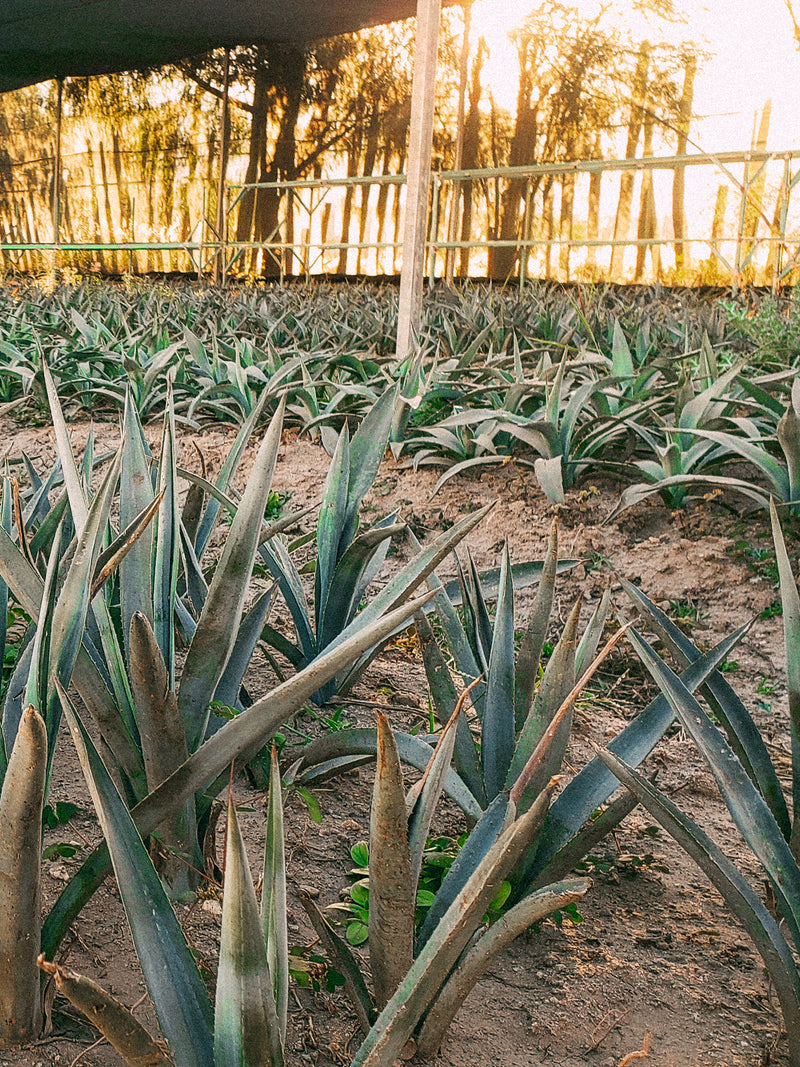 Los Nahuales Mezcal Añejo