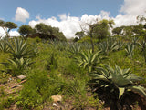 _<h2>Just above Angel’s destilería. Agaves from the region are famous: flavorful, subtly intense.</h2><p>Coyote is tricky to ferment but worth the trouble: feral intensity with the subtle rich flavor typical of the soils around Sola de Vega</p>