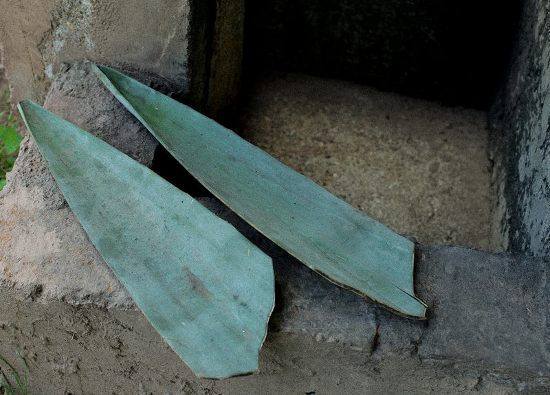 _<h2>Agave spears used as spouts.</h2><p>These stills are tiny, only 35 liters. The clay gives the spirits a silky mouthfeel</p>