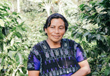 _<h2>Grown by Women in Lempira & Ocotepeque</h2><p>Our coffee comes from the small farms of more than 300 women producers in the Lempira and Ocotepeque region who have shown their ability to take a rough patch of land and turn it into a successful coffee farm. They’ve teamed with agronomists to implement best practices on plant nutrition, pest control, tissue management and the preparation of biofertilizers.</p>