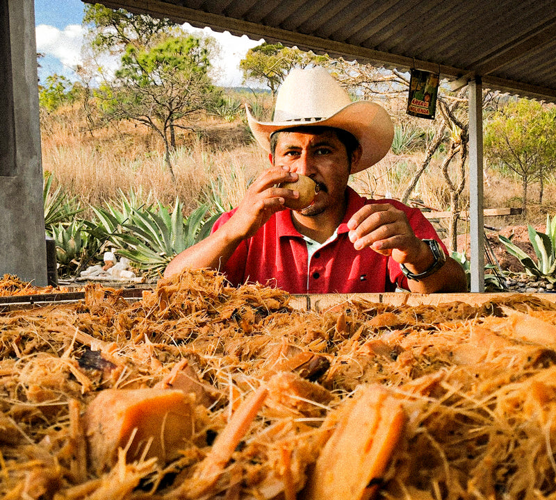 _<h2>Checking the progress of fermenting agaves</h2><p>Wild yeasts behave unpredictably (you're never sure which one you'll get) and the ambient temperature speeds up or slows the process. An agronomist told Ansley that yeasts like canoas: they work best in the nooks and crannies of a non-uniform crush.</p>