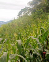 _<h2>Freshly-Cut Sugarcane</h2><p>Most rums are made from what’s left over when companies make sugar: molasses, black treacle, etc; many commoditized rums contain added sugar. DAKABEND is made directly from freshly-cut high-mountain sugar cane. It’s like the difference between freshly squeezed orange juice and the stuff made from concentrate.</p>