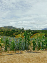 _<h2>Hand distillation of local agaves</h2><p>The regional terrain around the small city of Miahuatlan is rolling hills, some steeper, at some 5000 feet. The soil is rich clay-shale and notably ferriferous.  The local custom when distilling espadín is to blend in a small amount of semi-wild madrecuishe (agave Karwinskii), a nice complexity.</p>