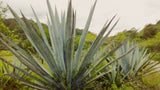 _<h2>Agave coyote</h2><p>It's not clear that coyote is anything other than a local name for agave Americana var Oaxacensis, known elsewhere as sierra negra, arroqueño, sierrudo. There is so much genetic difference between agaves growing for centuries in a specific microclimate that the scientific name is little guide. The Sola de Vega wild coyote has longer spines and a small piña than the Americana found in the Oaxaca valley Other "coyotes" have broader leaves.</p>