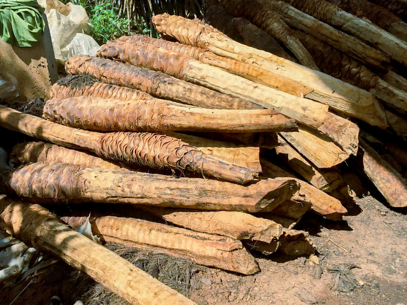 _<h2>Roasted Cuish</h2><p>The stalks are woody and yield much less liquid than the piñas of say Americana or angustifolia. The agave is not easy to work with, and it takes a lot of them to make a batch.</p>