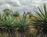 _<h2>Don Beto and some madrecuishe</h2><p>Karwinskii agaves (barril, bicuishe,madrecuishe) do very well in the ferriferous shaly soils of Miahuatlan, and Don Beto is a master of distilling them</p>